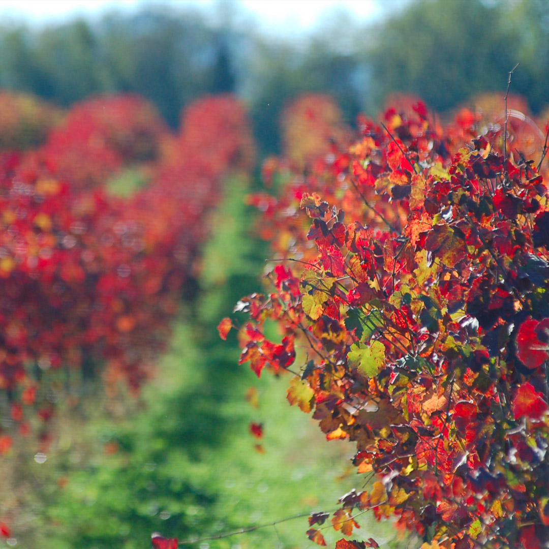 vigne-quadrato